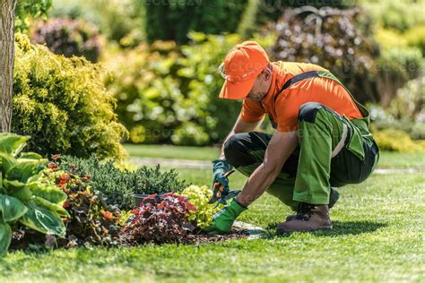 Gardener Pruning Plants With Garden Scissors 24637060 Stock Photo At