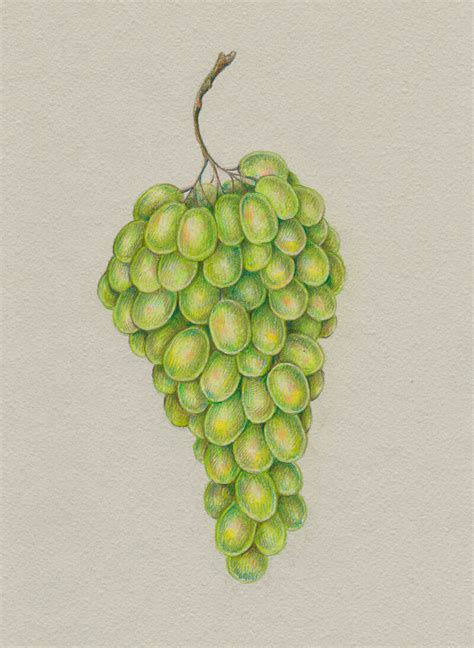 How To Draw Grapes With Colored Pencils