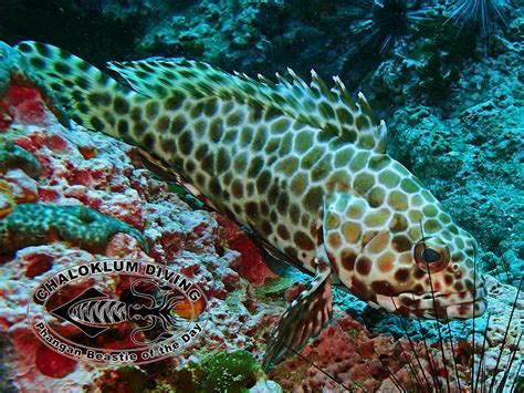 Honeycomb Grouper Epinephelus Merra Chaloklum Diving Koh Phangan