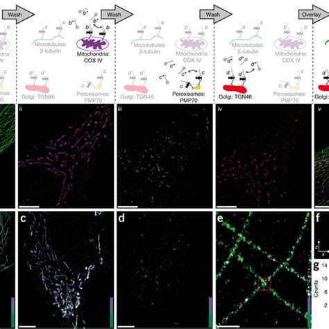 Pdf Multiplexed D Cellular Super Resolution Imaging With Dna Paint