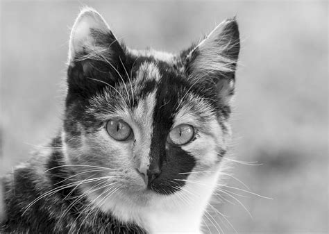 Calico Cat Spiritual Meaning