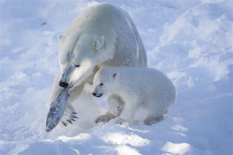 ranua-zoo-polar-bear-with-cub - Lapland Welcome in Finland