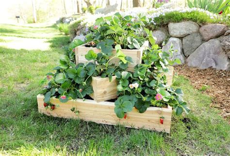 Diy Strawberry Planter A Quick And Easy Guide