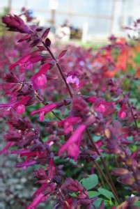 New Perennials For Greenhouse Grower