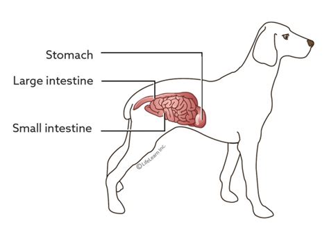 Inflammatory Bowel Disease In Dogs Vca Animal Hospital