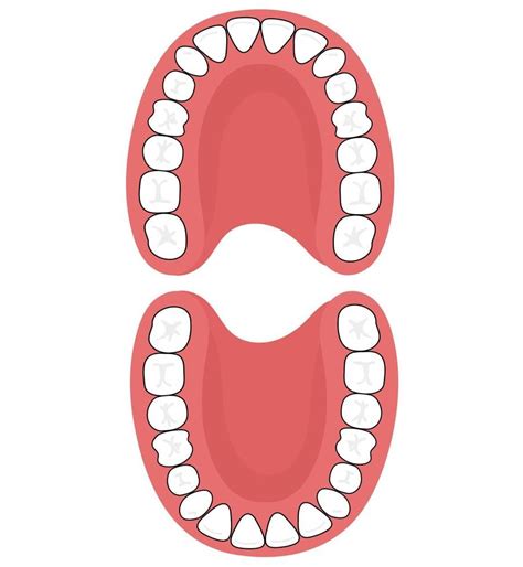 The Permanent Teeth Dental Health Preschool Crafts Tooth Template