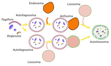 Qu Es La Aut Lisis Y Autofagia Aveec