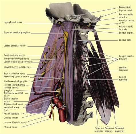 The General Topography Of The Neck Surgery Oxford International Edition