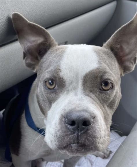 PetSmart Employee Salaries: Average Hourly Rates and Pay Scales 4