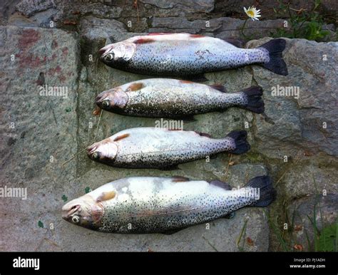 Catch Of Trout Fish Kashmir India Stock Photo Alamy