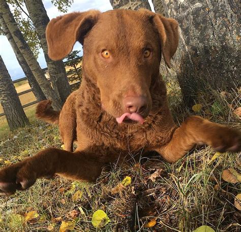 A Large Breed Of Dogs Chesapeake Bay Retriever