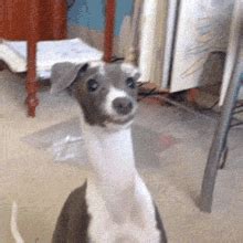 Derpy Dog GIF - Derpy Dog Derp - Discover & Share GIFs