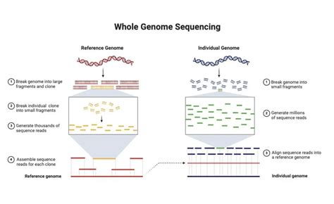 Whole Genome Sequencing Principle Types Steps Applications