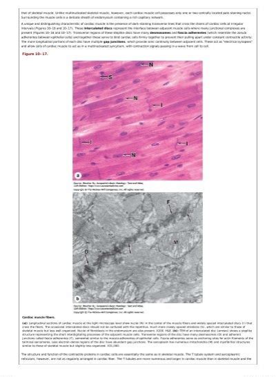 Skeletal Muscle Fiber Typ