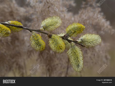 Pussy Willow Branches Image Photo Free Trial Bigstock