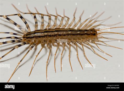 House Centipede Scutigera Coleoptrata Usa Stock Photo Alamy