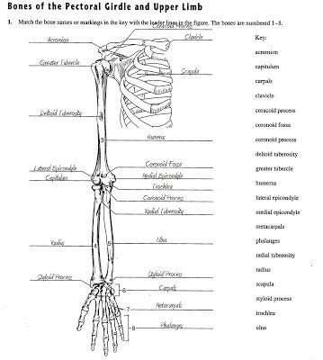 Pectoral Girdle Blank Diagram