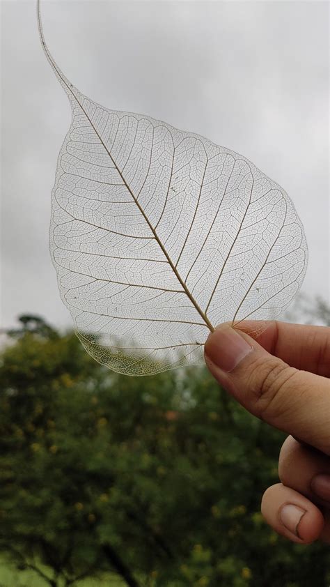 How To Make Skeleton Leaves With Printable Instructions Artofit