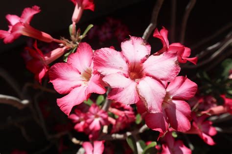 Desert Rose Flowers - Free photo on Pixabay - Pixabay