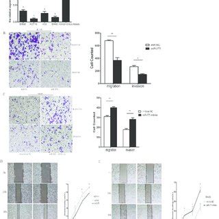 Mir Suppresses Crc Cell Migration And Invasion In Vitro A