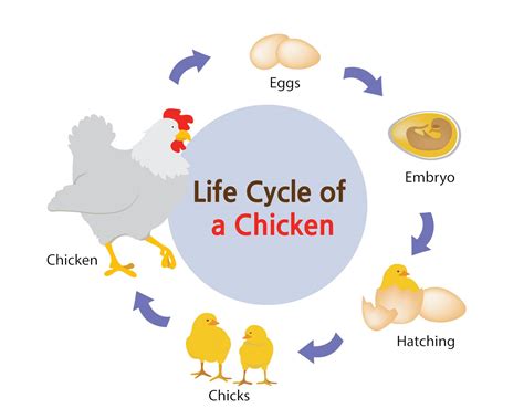 Chicken Processing 101: When to Slaughter Chickens, Steps & Equipment