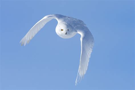 Snowy Owls - by Dr. Wayne Lynch