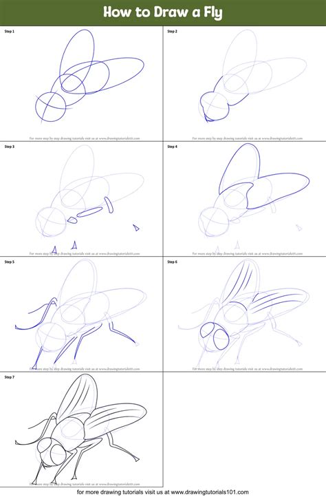 How to Draw a Fly printable step by step drawing sheet ...