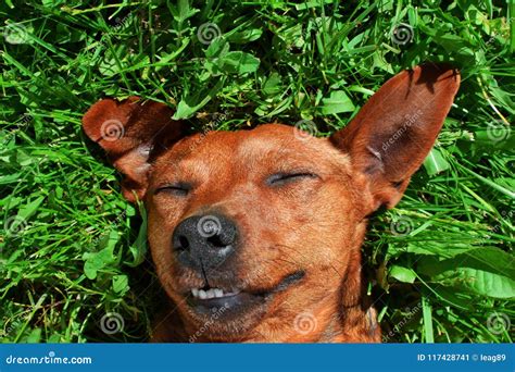 Smiling Little Dog Face Stock Image Image Of Animal 117428741