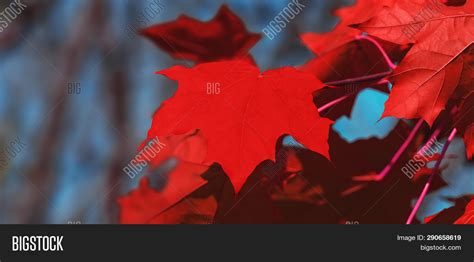 Canada Day Maple Image & Photo (Free Trial) | Bigstock