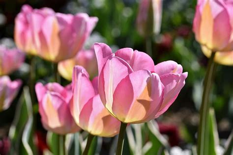 Tulips Tulip Field Blossomed Tulip Fields Tulpenbluete Spring Pikist