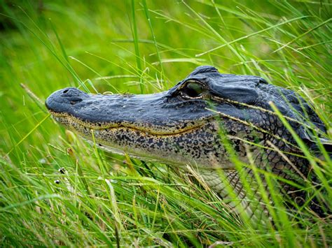 Black Crocodile on Green Grass · Free Stock Photo