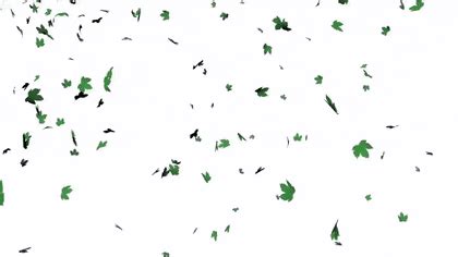 Falling Green Leaves Gif Transparent / Rose Petals Falling Wallpaper ...