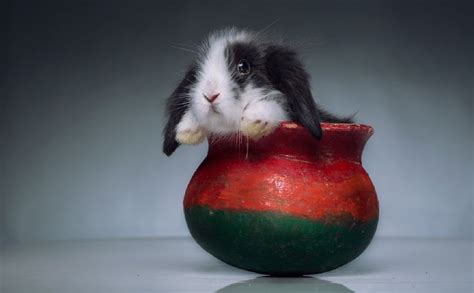 You Cant Digest These 50 Cute Animals In Cups