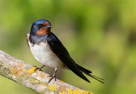 Symbolism and Meaning of Swallows Birds in Feng Shui