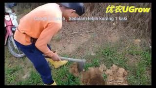 Anak Pokok Durian Duri Hitam D200 黑刺 榴莲树苗 Sapling Durian Black Torn2