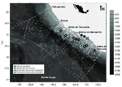 Geographic Position Of Beaked Whale Sightings During The 2010 2015