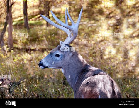 White Tail Deer Stags Stock Photo Alamy