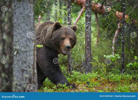 Orso Bruno Arctos Di Ursus In Foresta Europea Verde Cupo Fotografia