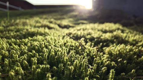 Wallpaper Sunlight Landscape Nature Field Green Light Tree