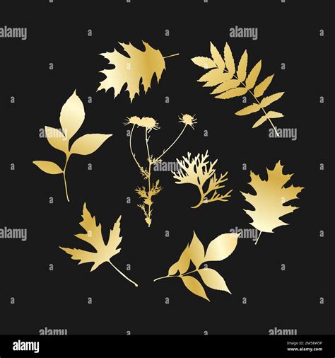 Gold Leaves Isolated Round Set Leave And Camomile Dark Background