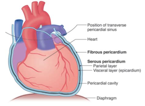 Pericarditis And Infective Endocarditis Flashcards Quizlet