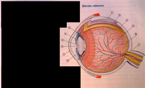 Silmän rakenne Diagram Quizlet