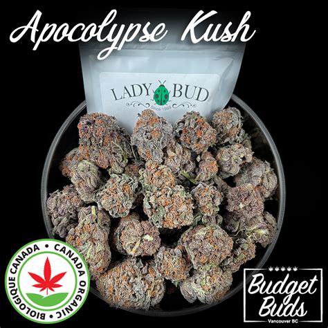 Apocalypse Kush Indica 100 Organic 1oz Budget Buds