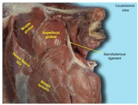 Anatomy Quiz Muscles Of The Pelvic Limb Flashcards Quizlet