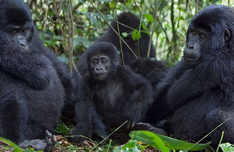 Gorilla Families in Uganda - Uganda Budget Safaris