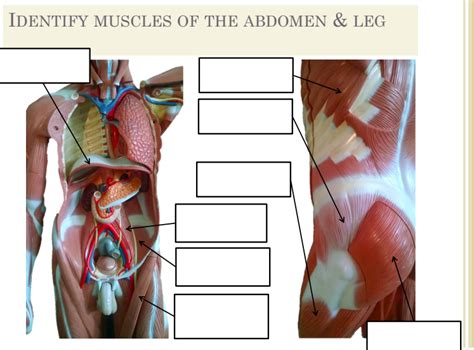 Muscles Of The Abdomen Diagram Quizlet