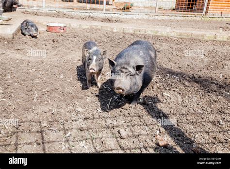 Cerdo negro berkshire fotografías e imágenes de alta resolución Alamy