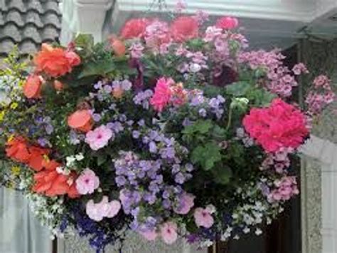 Hanging Baskets Planted Premiu Big Jims Garden Centre