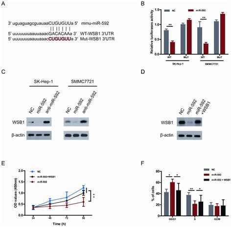 Wsb Is A Bona Fide Target Gene Of Mir And Functional Downstream Of