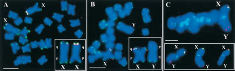 Figure From The Sex Chromosomes Of Silene Latifolia Revisited And